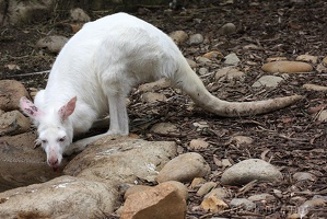 17 klokan albin