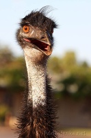 34 pstros emu