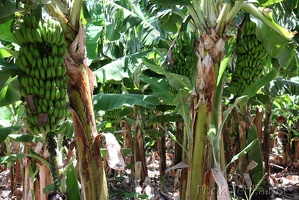 40 bananova plantaz